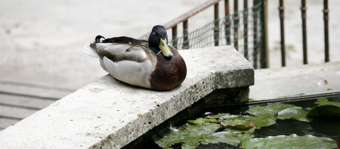 chambres-hotes-chartres chambres-hotes-chartres